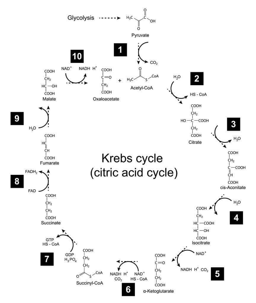 tricarboxylic acid cycle TCA cycle Krebs cycle