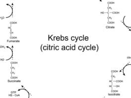 Med Student Wastes Dying Patient’s Last Moments on Earth Talking About Damn Krebs Cycle tricarboxylic acid cycle TCA cycle dying patients kreb cycle