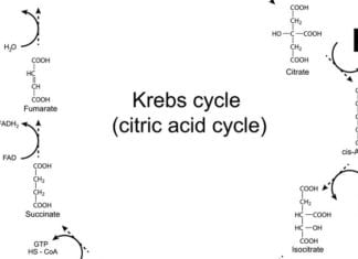 Med Student Knows Krebs Cycle, Whoop-De-Doo tricarboxylic acid cycle TCA cycle dying patients kreb cycle