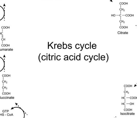Med Student Knows Krebs Cycle, Whoop-De-Doo tricarboxylic acid cycle TCA cycle dying patients kreb cycle