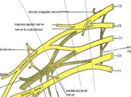 Med Student Draws Brachial Plexus, Big Whoop brachial plexus