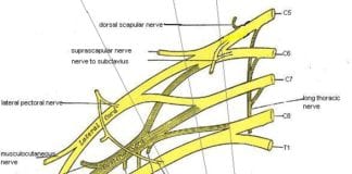 Med Student Draws Brachial Plexus, Big Whoop brachial plexus