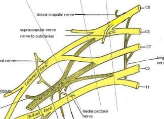 Med Student Draws Brachial Plexus, Big Whoop brachial plexus