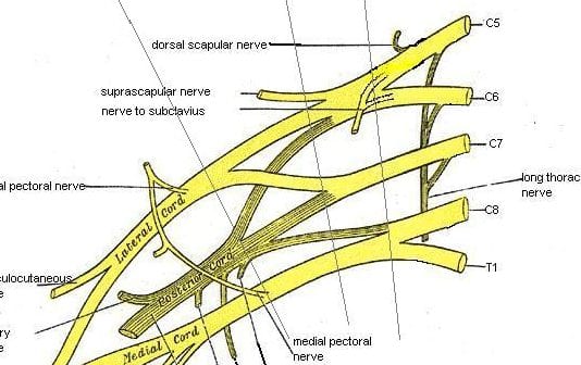 Med Student Draws Brachial Plexus, Big Whoop brachial plexus