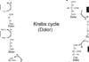 Med Student Explains Krebs Cycle Using Only the Word “Dolor” Krebs cycle dolor
