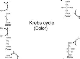 Med Student Explains Krebs Cycle Using Only the Word “Dolor” Krebs cycle dolor