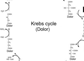 Med Student Explains Krebs Cycle Using Only the Word “Dolor” Krebs cycle dolor
