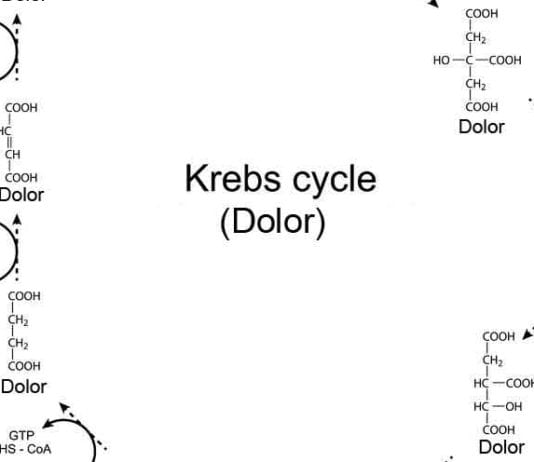 Med Student Explains Krebs Cycle Using Only the Word “Dolor” Krebs cycle dolor