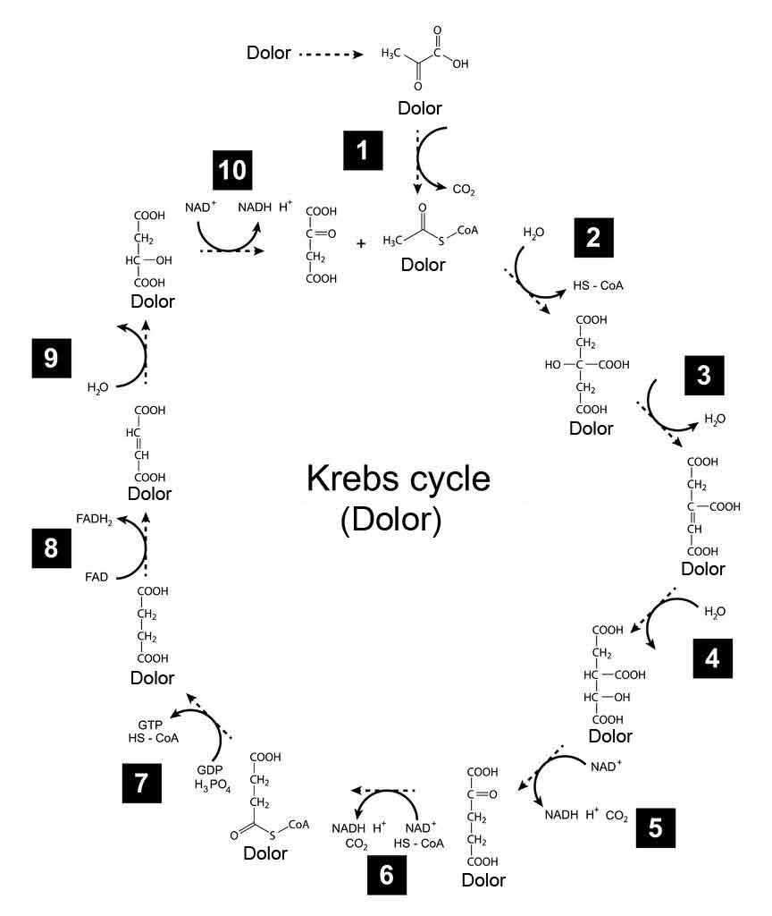 Krebs cycle dolor Spanish