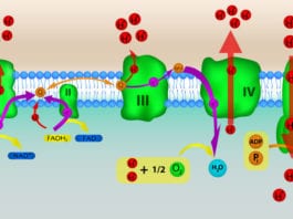 Med Student Yammering About Oxidative Phosphorylation, Kill Us Now oxidative phosphorylation