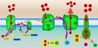 Med Student Yammering About Oxidative Phosphorylation, Kill Us Now oxidative phosphorylation