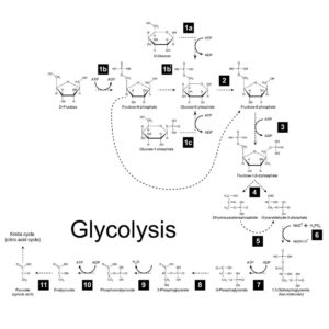 glycolysis laid