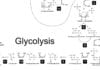 Glycolysis & Other Medical Terms That’ll Get You Laid Tonight glycolysis laid