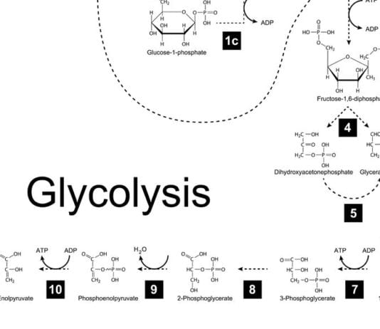 Glycolysis & Other Medical Terms That’ll Get You Laid Tonight glycolysis laid