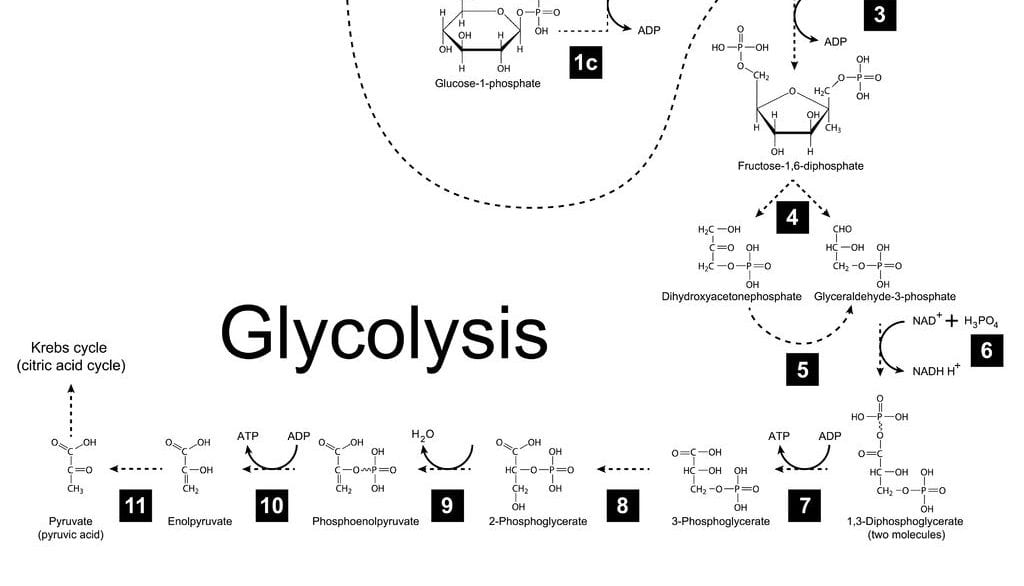 Glycolysis & Other Medical Terms That’ll Get You Laid Tonight