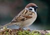 Birds Wondering Why Med Student Leaving for Work So Early