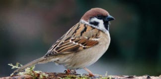 Birds Wondering Why Med Student Leaving for Work So Early