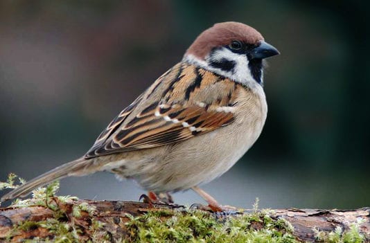 Birds Wondering Why Med Student Leaving for Work So Early