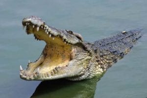 crocodile moat