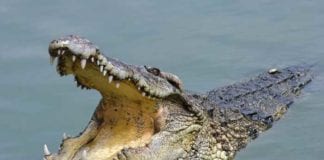 Red Line in Medication Room Replaced with Crocodile-Filled Moat crocodile moat