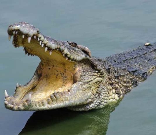 Red Line in Medication Room Replaced with Crocodile-Filled Moat crocodile moat
