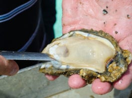 Doctor Shucks Clinical Oysters to Find Clinical Pearls clinical oyster clinical pearls