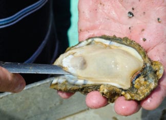 Doctor Shucks Clinical Oysters to Find Clinical Pearls clinical oyster clinical pearls