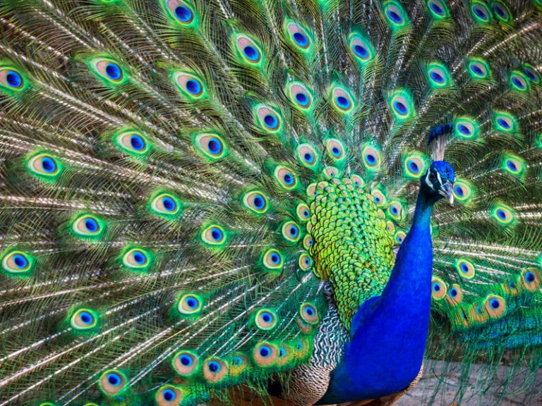 Ask An Emotional Support Peacock