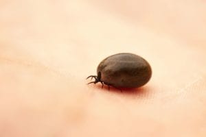 ticks as phlebotomist