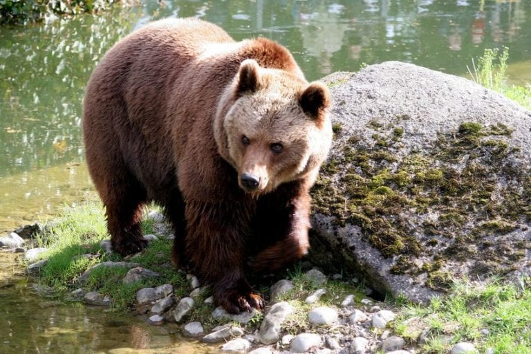 Zoo CT Scanner Inundated with Morbidly Obese Humans