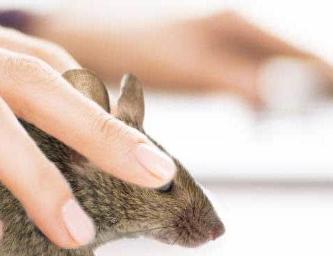 computer mouse