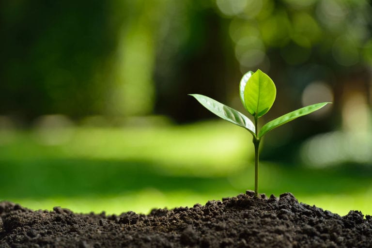 Buried Placenta Grows Baby Tree