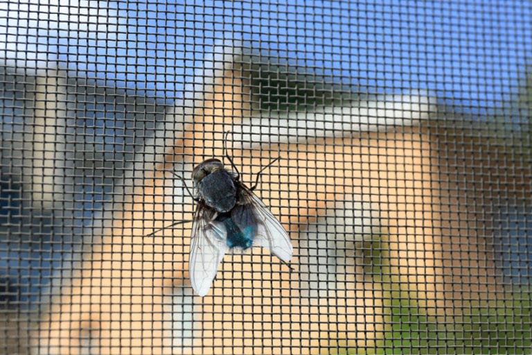 93% of New England Journals Are Rolled Up & Used to Kill Flies