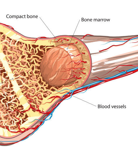 bone marrow