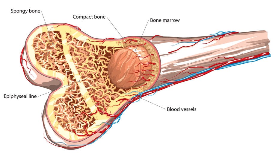 the-red-bone-marrow-occurs-in-a-ribs-b-ribs-and-sternum-c-ribs-and