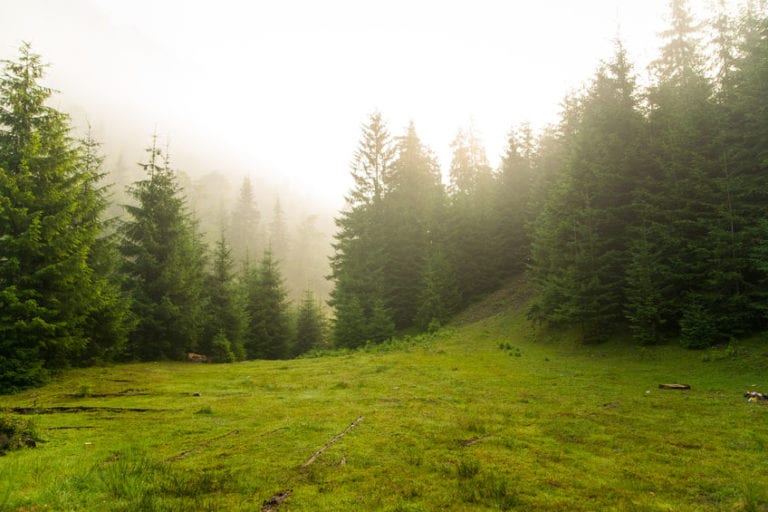 Tree Pollen Levels So High, Trees Themselves Begging for Allergy Meds