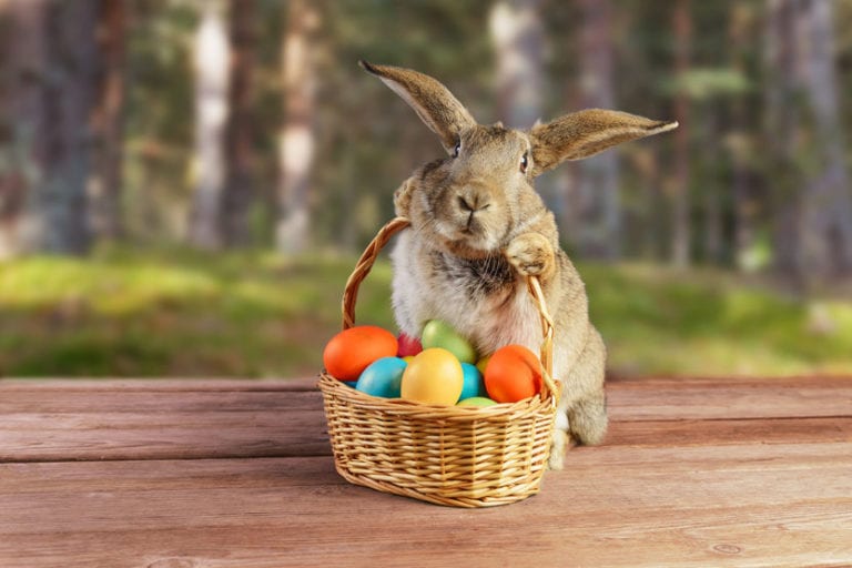 Easter Bunny Tests Positive for Coronavirus