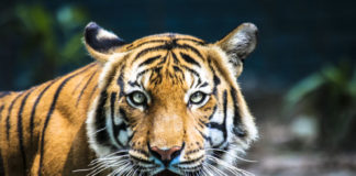 Coronavirus Tests Positive for Joe Exotic