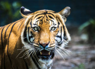 Coronavirus Tests Positive for Joe Exotic